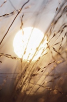 Peaceful scene with sunset and grain field, representing the Feast of Tabernacles and the Millennium